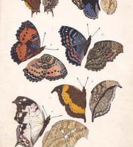 South-African Butterflies : a Monograph of the Extra-Tropical Species - Trimen, Roland and Bowker, Henry James