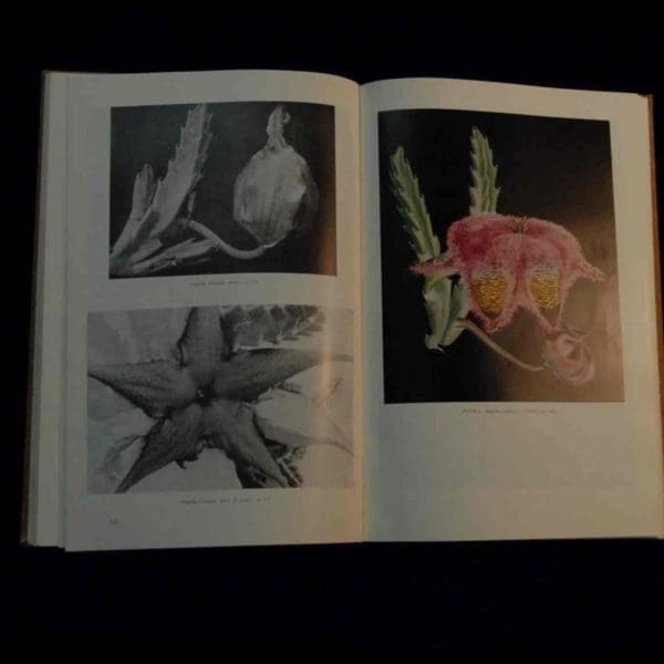 Die Stapelieae van Suidelike Afrika / The Stapelieae of Southern Africa - C.A. Luckhoff