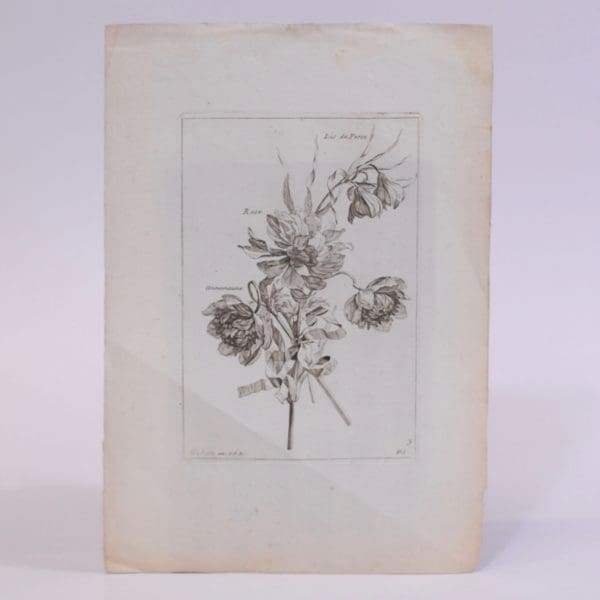 Lis de Perse, Annemaune, Rose - Vauquer; De Poilly