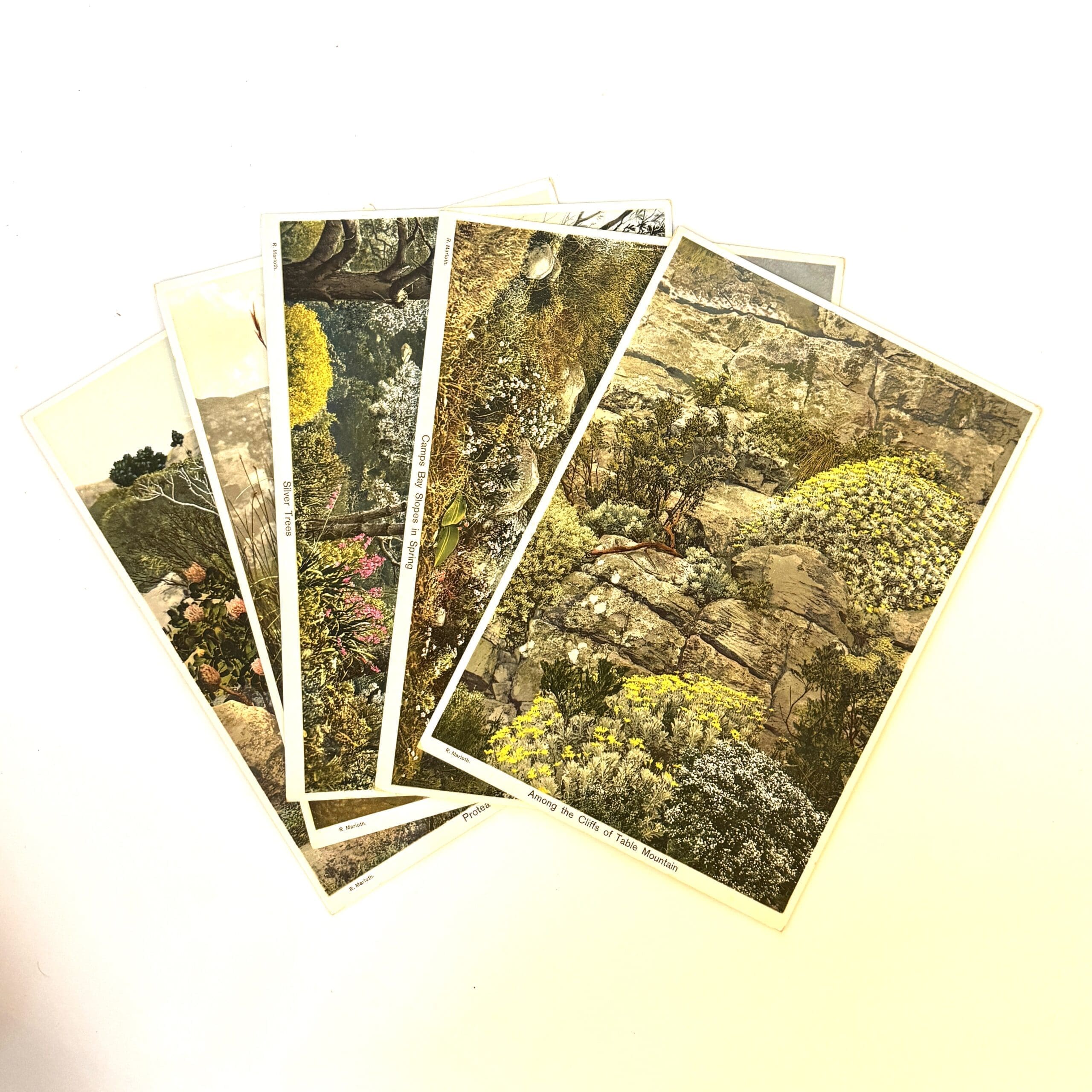 Cape Flowers at Home. - Marloth, Dr R