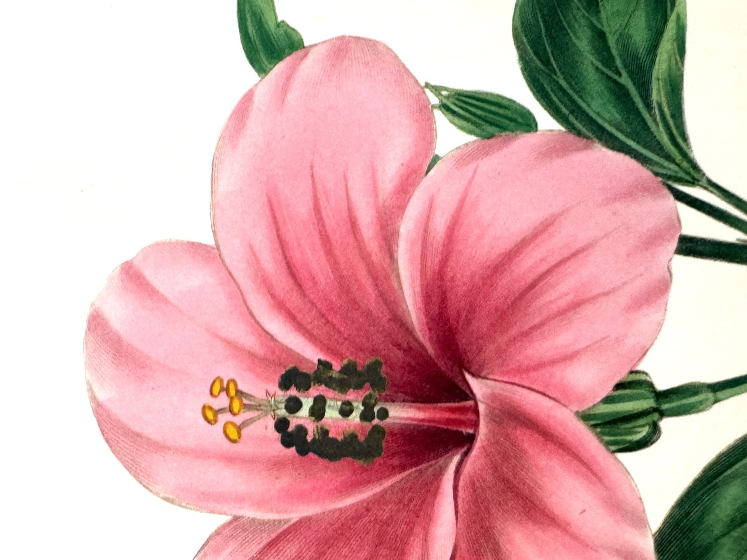 The Botanist; Containing Accurately Coloured Figures, of Tender and Hardy Ornamental Plants; with Descriptions, Scientific and Popular; Intended to Convey both Moral and Intellectual Gratification. 5 Volumes - Maund, B. And Henslow, Rev. J.S. - Image 10