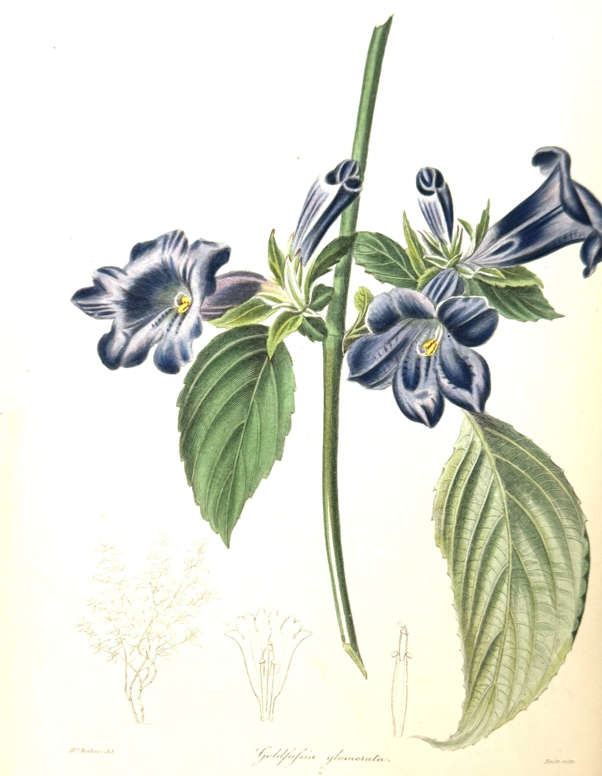 The Botanist; Containing Accurately Coloured Figures, of Tender and Hardy Ornamental Plants; with Descriptions, Scientific and Popular; Intended to Convey both Moral and Intellectual Gratification. 5 Volumes - Maund, B. And Henslow, Rev. J.S. - Image 7