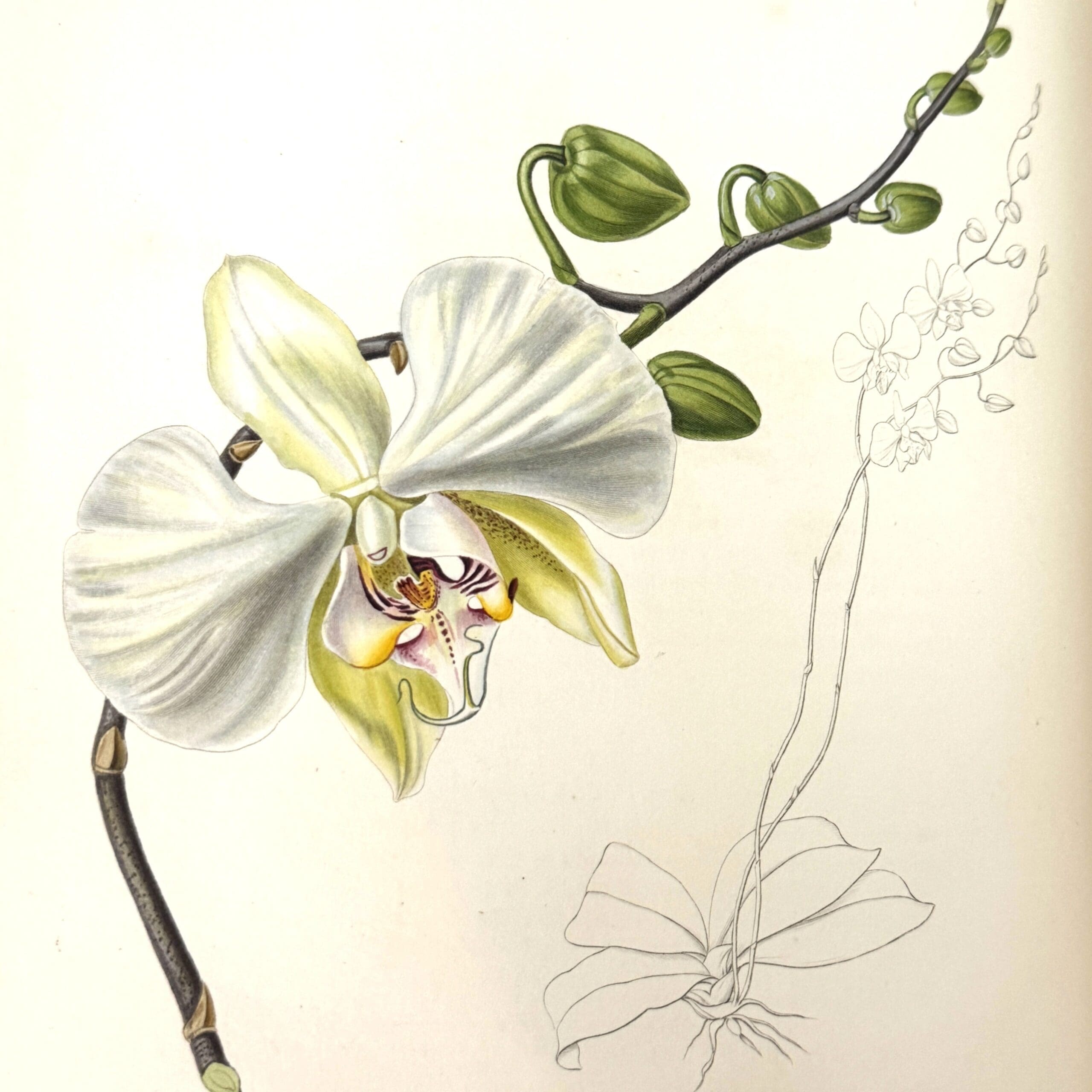 The Botanist; Containing Accurately Coloured Figures, of Tender and Hardy Ornamental Plants; with Descriptions, Scientific and Popular; Intended to Convey both Moral and Intellectual Gratification. 5 Volumes - Maund, B. And Henslow, Rev. J.S. - Image 8