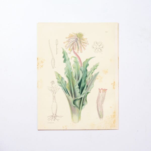 Hand Coloured Plate from The Flowering Plants of South Africa - Veltheimia Roodae -