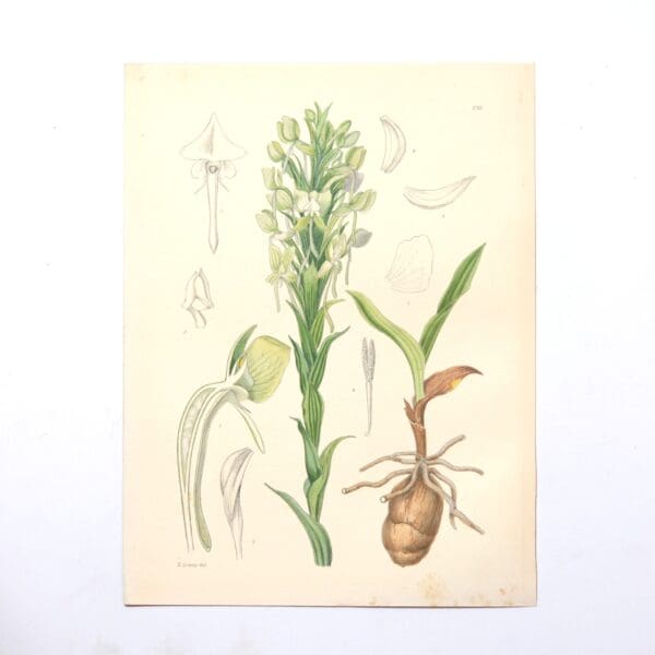 Hand Coloured Plate from The Flowering Plants of South Africa - Habenria Foliosa -