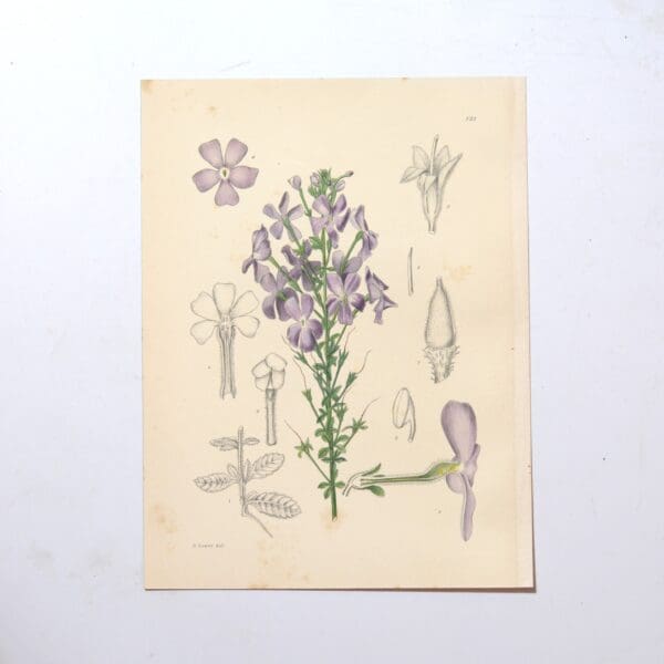 Hand Coloured Plate from The Flowering Plants of South Africa - Sutera Grandiflora -
