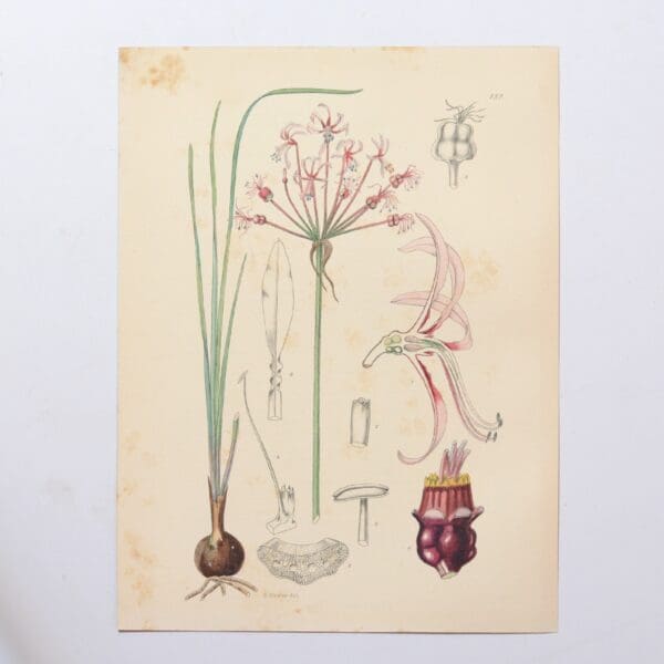 Hand Coloured Plate from The Flowering Plants of South Africa - Nerine Frithii -