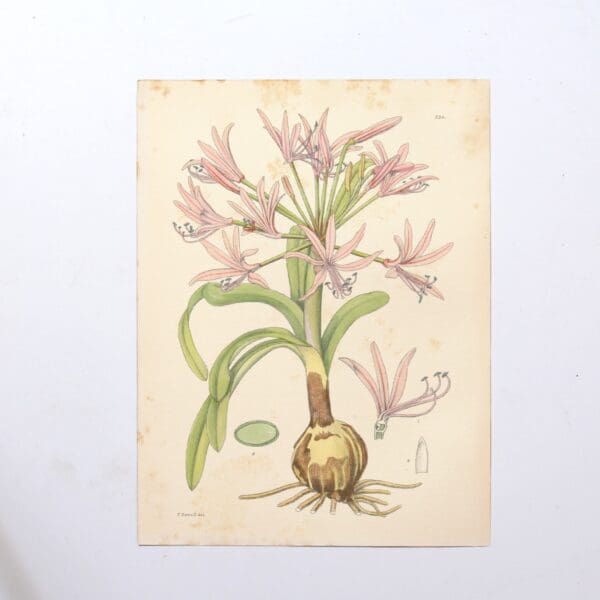 Hand Coloured Plate from The Flowering Plants of South Africa - Nerine Lucida. -