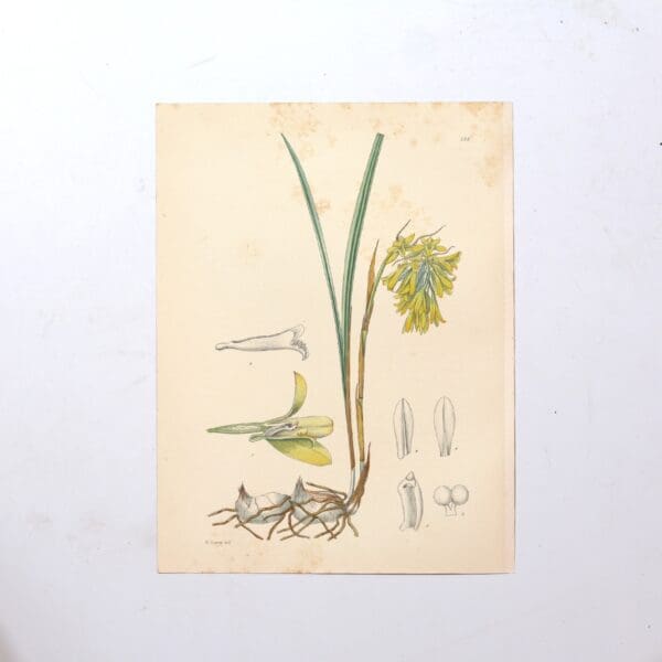 Hand Coloured Plate from The Flowering Plants of South Africa - Eulophia Leontoglossa -