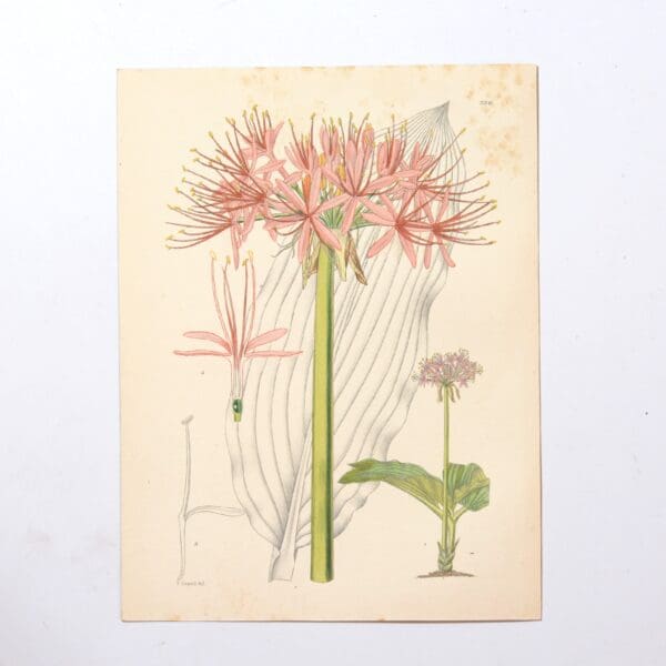 Hand Coloured Plate from The Flowering Plants of South Africa - Haemanthus Katherinae -