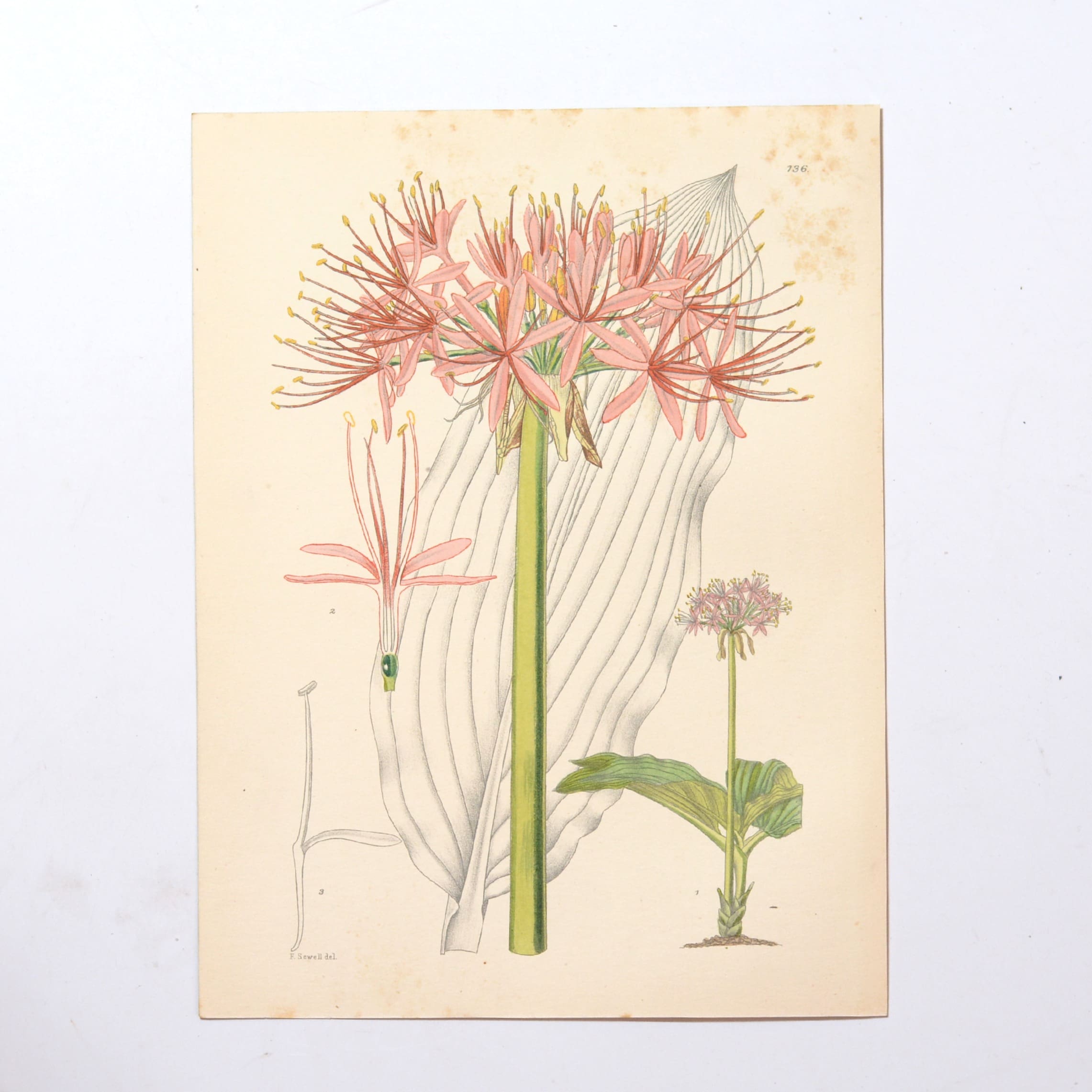 Hand Coloured Plate from The Flowering Plants of South Africa - Haemanthus Katherinae -