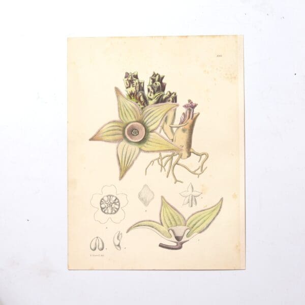 Hand Coloured Plate from The Flowering Plants of South Africa - Diplocyatha Ciliata -