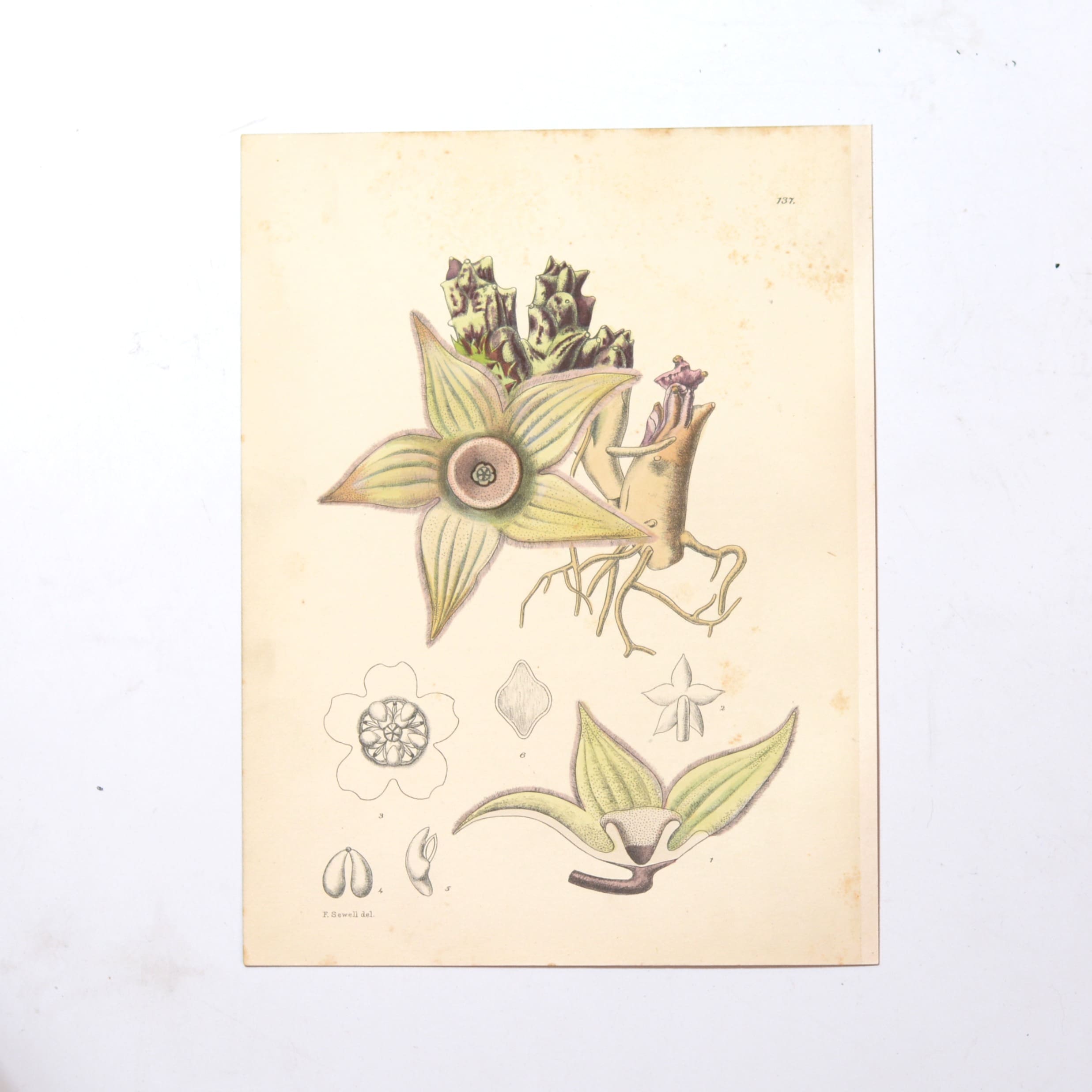 Hand Coloured Plate from The Flowering Plants of South Africa - Diplocyatha Ciliata -