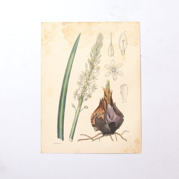 Hand Coloured Plate from The Flowering Plants of South Africa - Urginia Burkei -