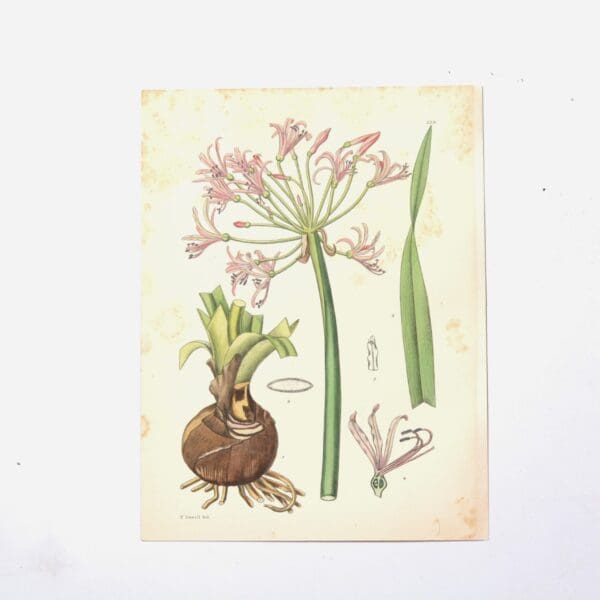 Hand Coloured Plate from The Flowering Plants of South Africa - Nerine Flexuosa -