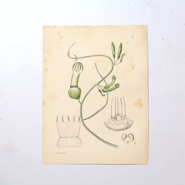 Hand Coloured Plate from The Flowering Plants of South Africa - Ceropegia Ampliata -