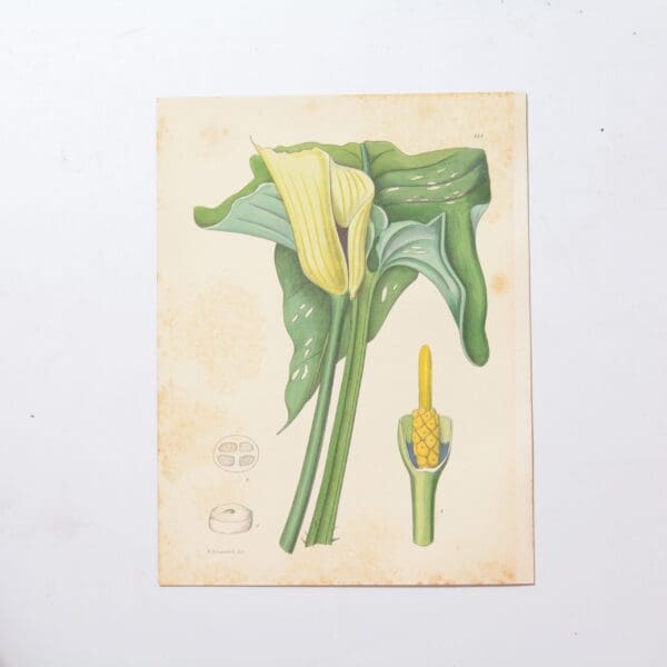 Hand Coloured Plate from The Flowering Plants of South Africa - Richardia Melanoleuca -