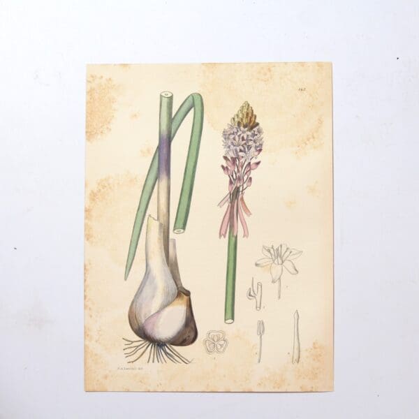 Hand Coloured Plate from The Flowering Plants of South Africa - Urginea Macrocentra -