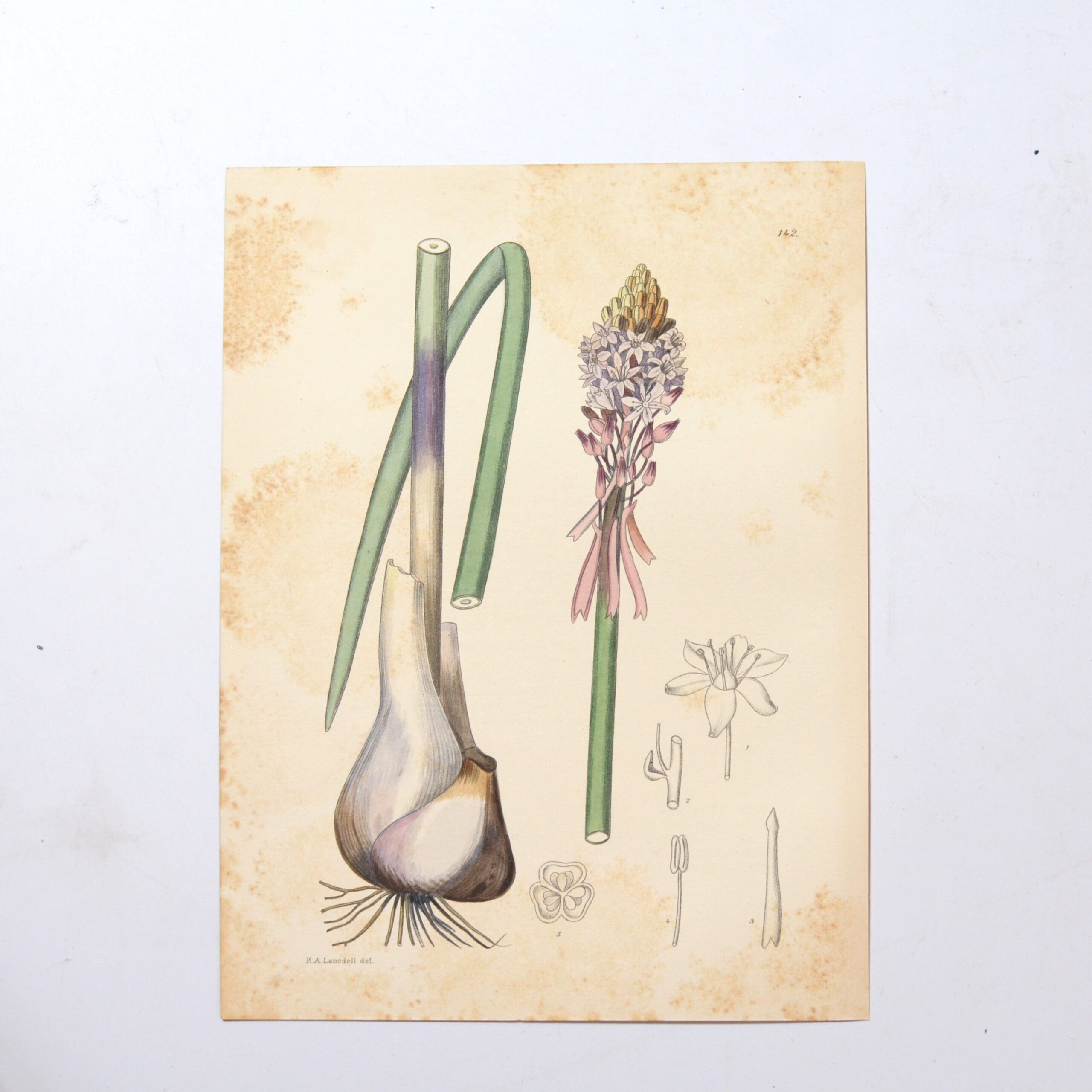 Hand Coloured Plate from The Flowering Plants of South Africa - Urginea Macrocentra -