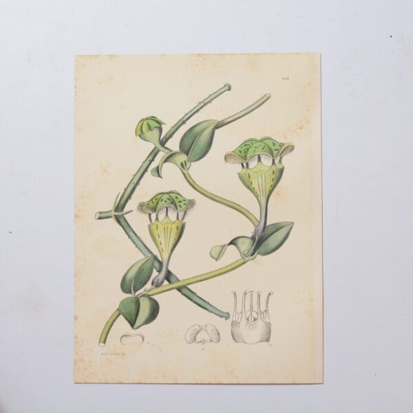 Hand Coloured Plate from The Flowering Plants of South Africa - Ceropegia Sandersoni -