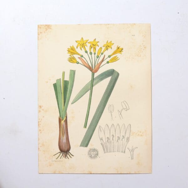 Hand Coloured Plate from The Flowering Plants of South Africa - Anoiganthus Breviflorus -