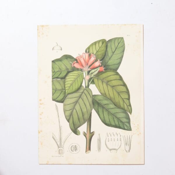 Hand Coloured Plate from The Flowering Plants of South Africa - Burchellia Bubalina -