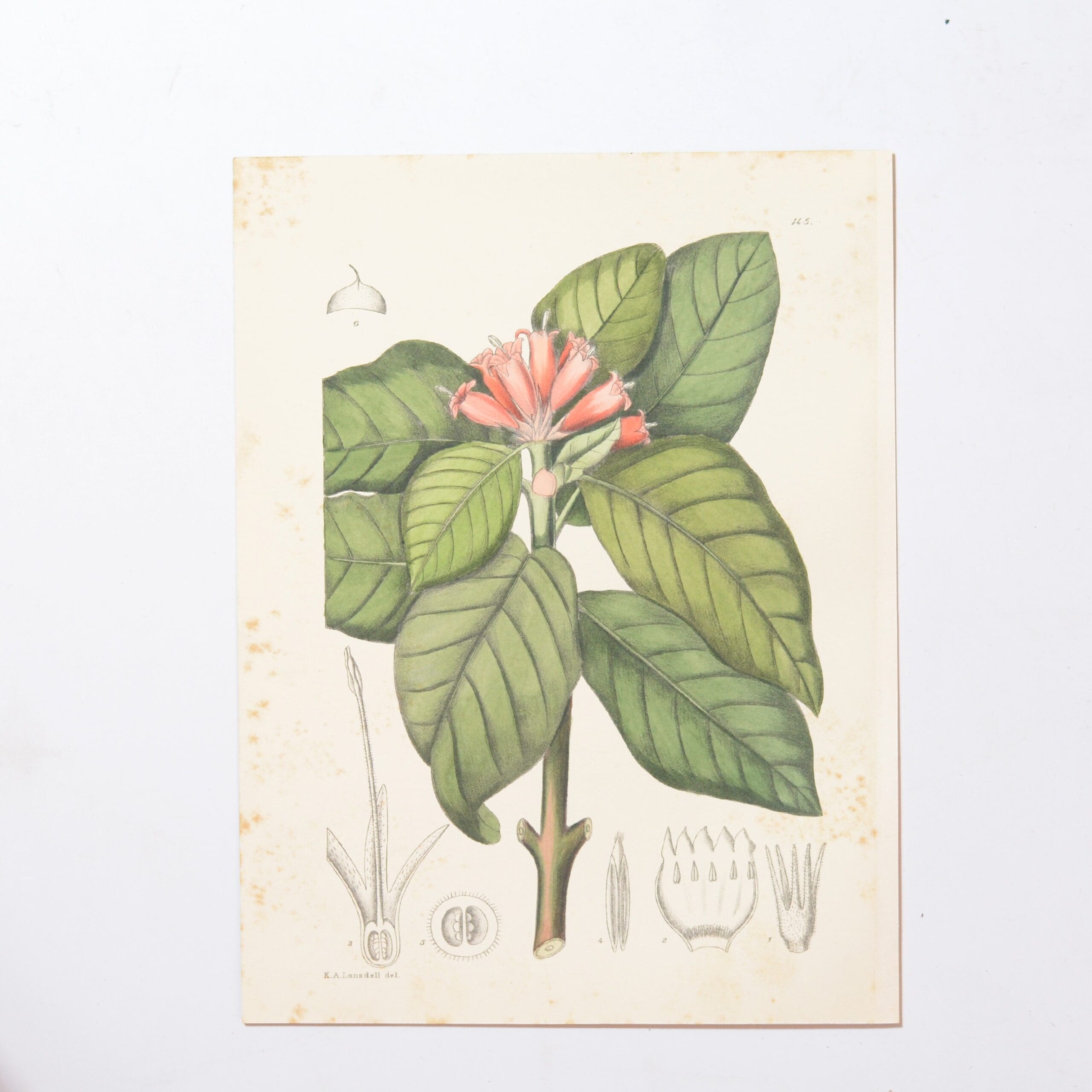 Hand Coloured Plate from The Flowering Plants of South Africa - Burchellia Bubalina -