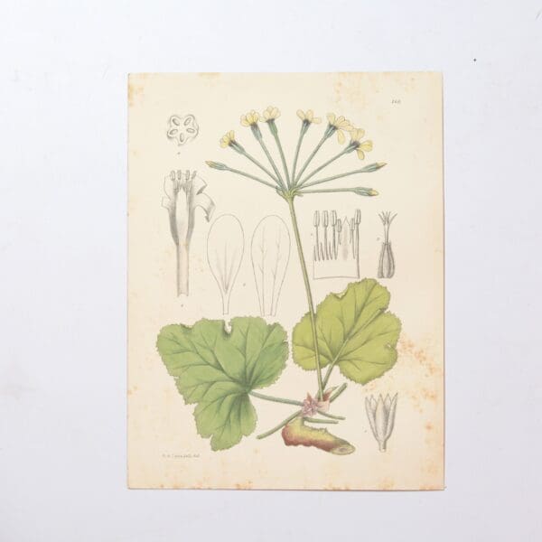 Hand Coloured Plate from The Flowering Plants of South Africa - Pelarogonium Pulverulentum -