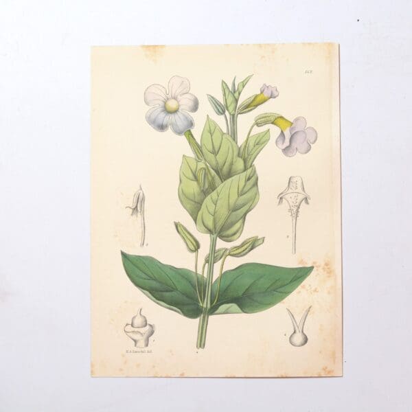 Hand Coloured Plate from The Flowering Plants of South Africa - Thunbergia Natalensis -