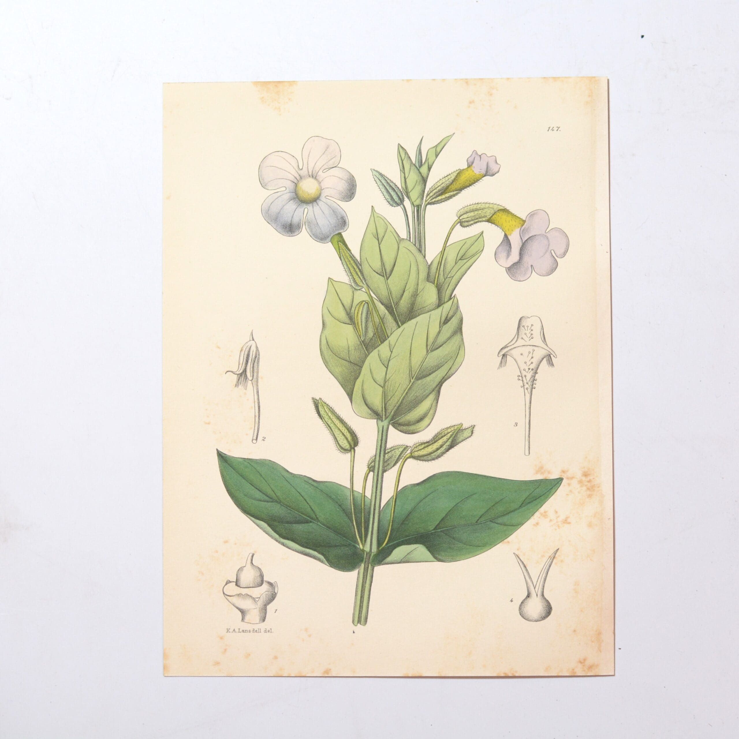 Hand Coloured Plate from The Flowering Plants of South Africa - Thunbergia Natalensis -