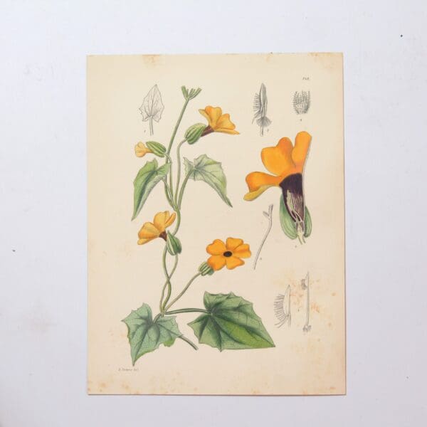Hand Coloured Plate from The Flowering Plants of South Africa - Thunbergia Alata -