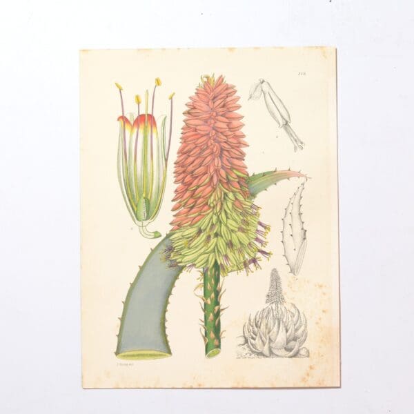 Hand Coloured Plate from The Flowering Plants of South Africa - Aloe Peglerae -