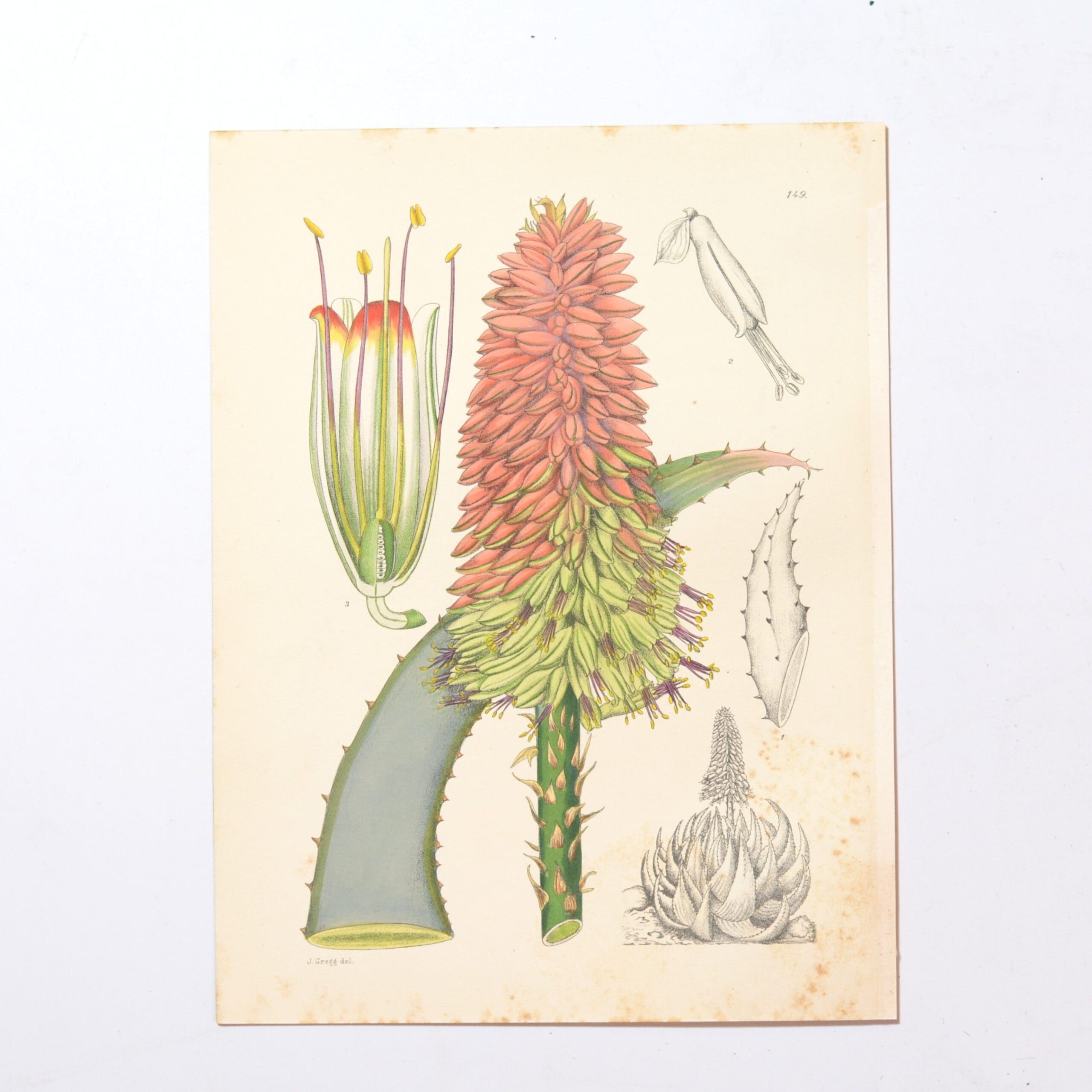 Hand Coloured Plate from The Flowering Plants of South Africa - Aloe Peglerae -