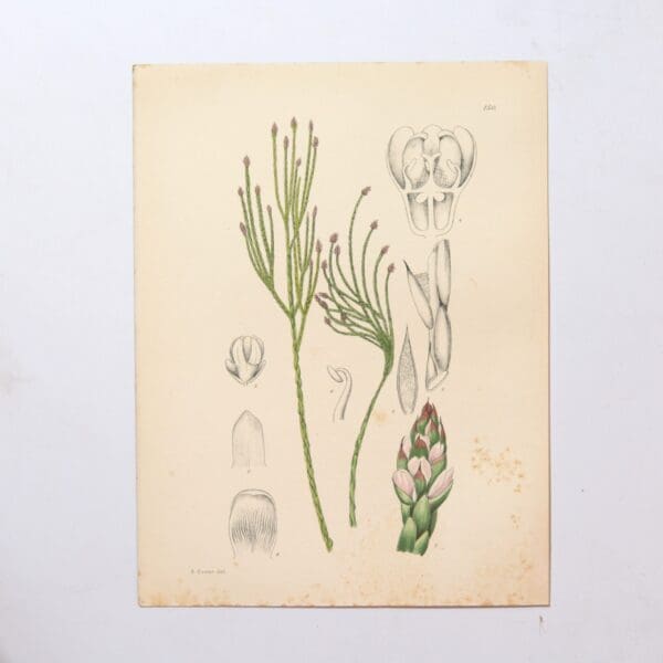 Hand Coloured Plate from The Flowering Plants of South Africa - Pseudobaeckea Vigata -