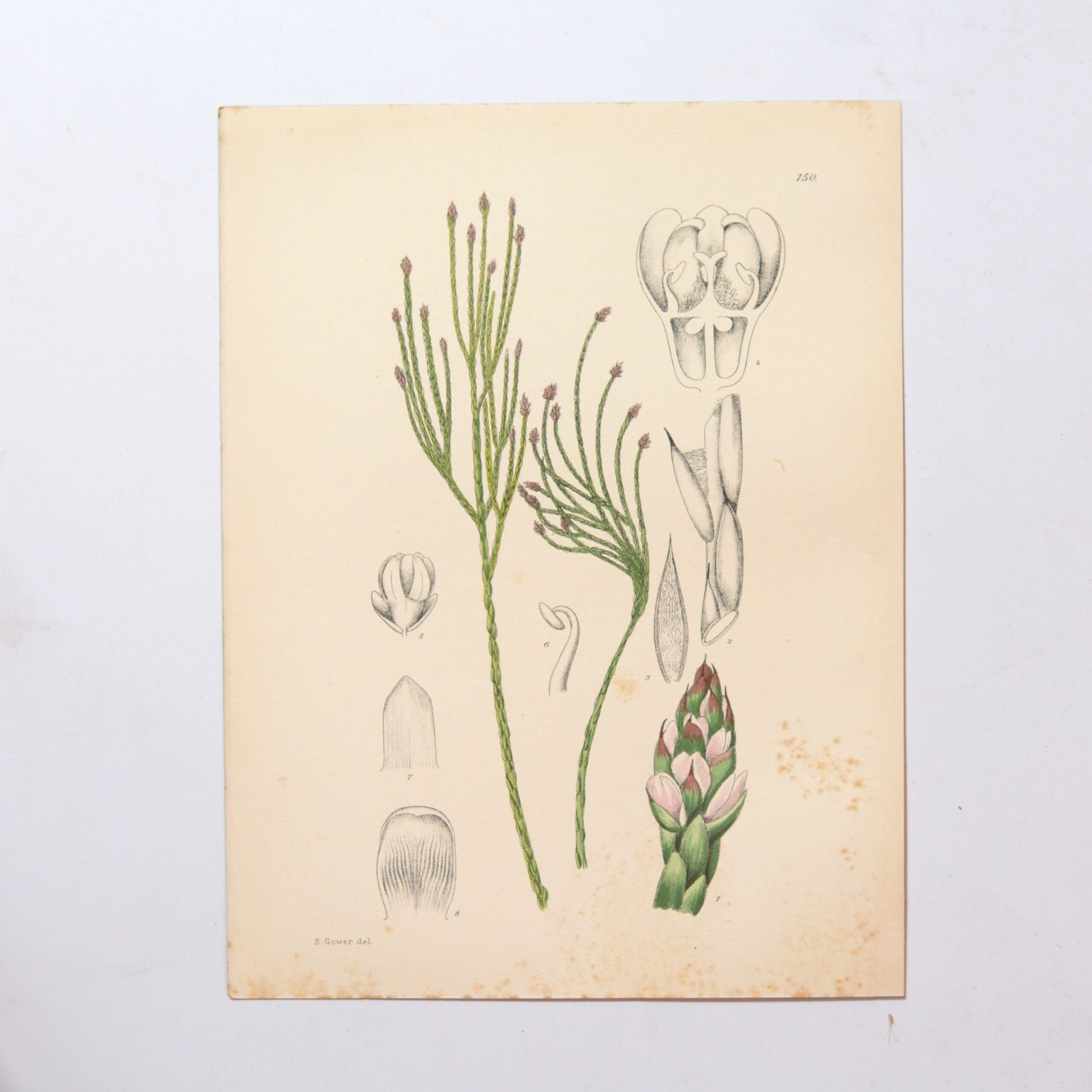 Hand Coloured Plate from The Flowering Plants of South Africa - Pseudobaeckea Vigata -