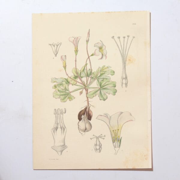 Hand Coloured Plate from The Flowering Plants of South Africa - Oxalis Lupinifolius -