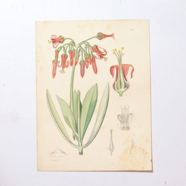 Hand Coloured Plate from The Flowering Plants of South Africa - Cotyledon Wickensii -