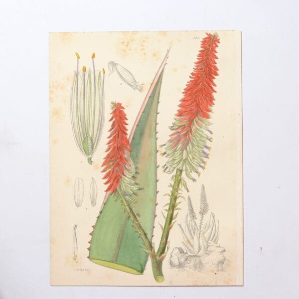 Hand Coloured Plate from The Flowering Plants of South Africa - Aloe Petrociola -