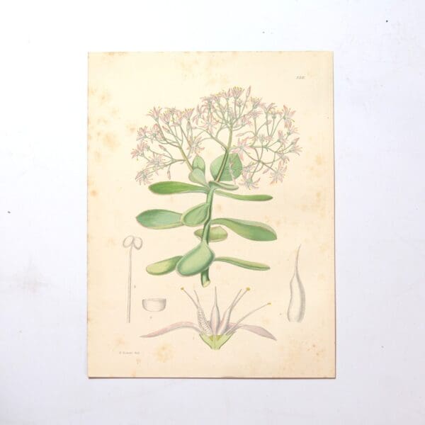 Hand Coloured Plate from The Flowering Plants of South Africa - Crassula Portulacea -