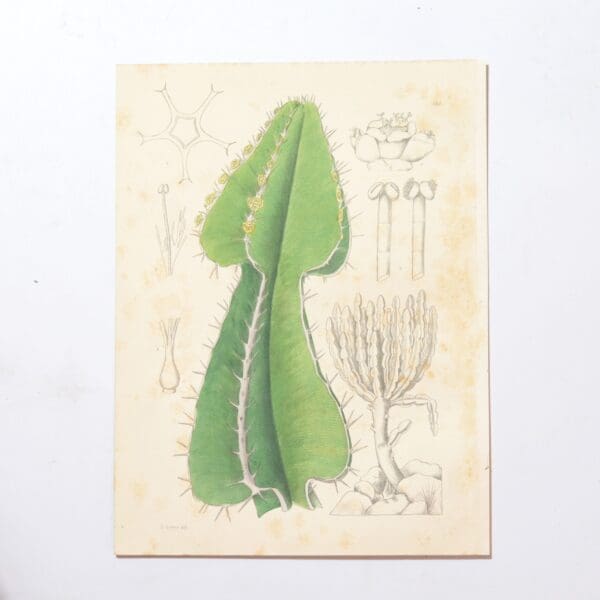 Hand Coloured Plate from The Flowering Plants of South Africa - Euphorbia Cooperi. -