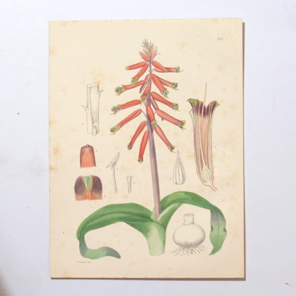 Hand Coloured Plate from The Flowering Plants of South Africa - Lachenalia Pendula -