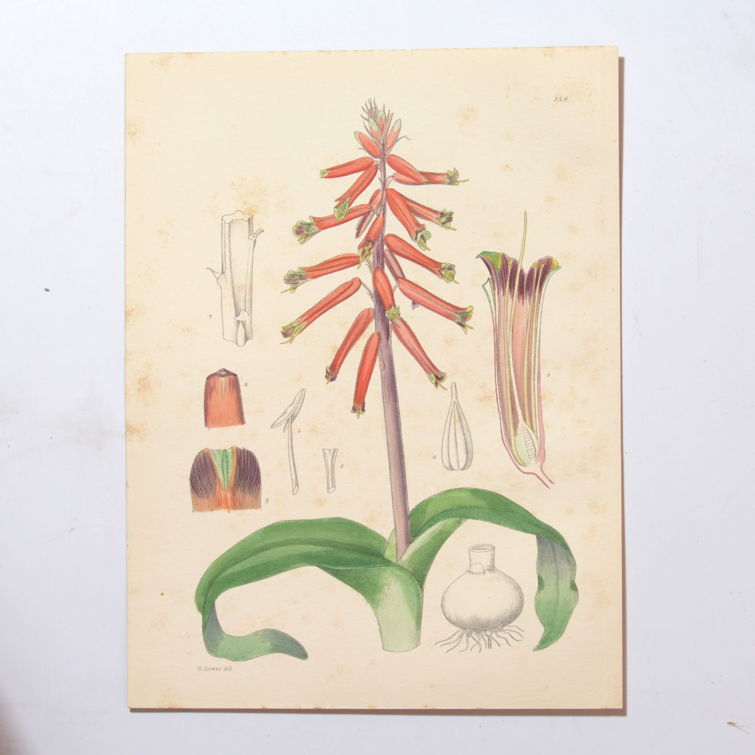 Hand Coloured Plate from The Flowering Plants of South Africa - Lachenalia Pendula -