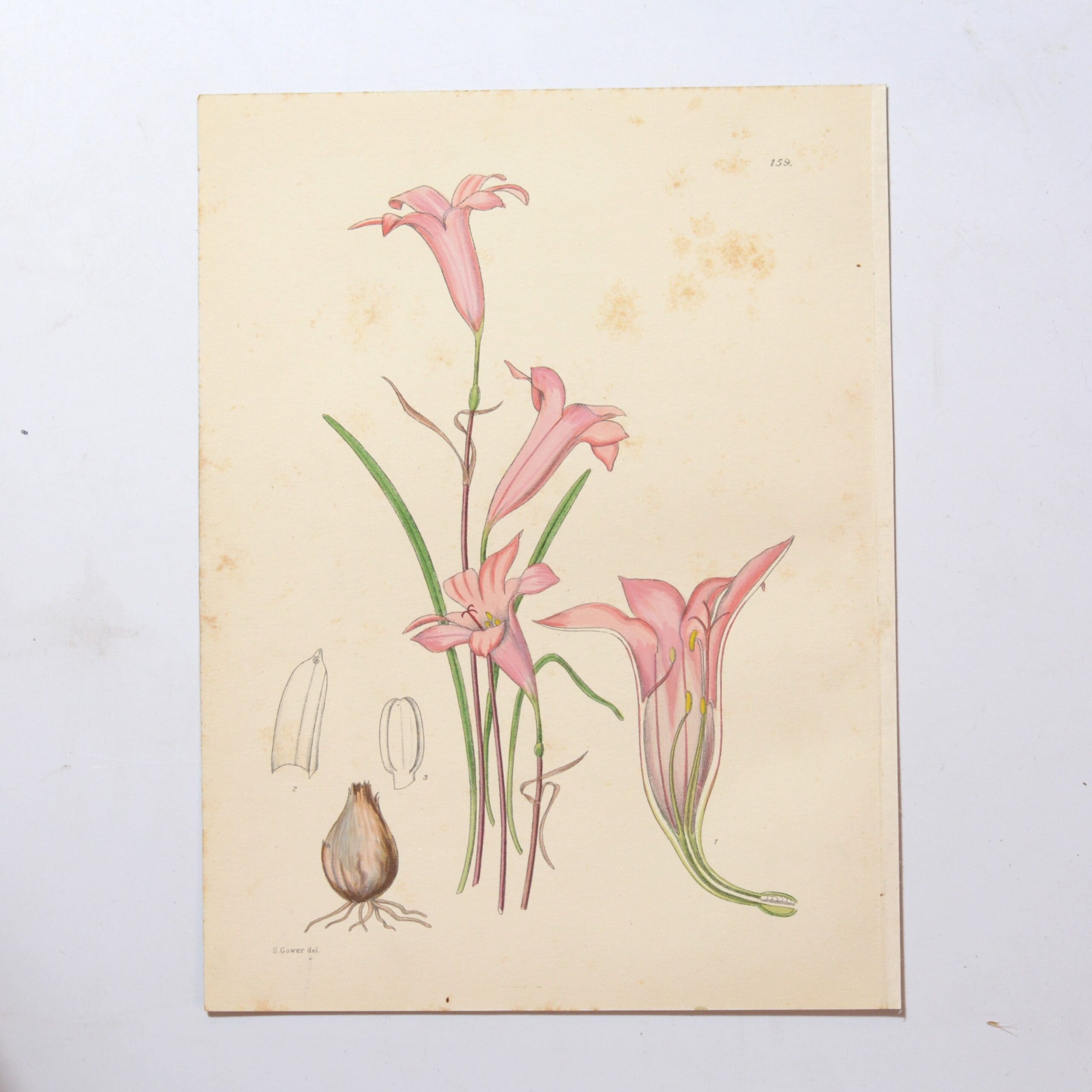 Hand Coloured Plate from The Flowering Plants of South Africa - Cyrtanthus Galpinii -