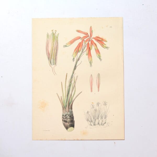 Hand Coloured Plate from The Flowering Plants of South Africa - Aloe Chortoliriodes -