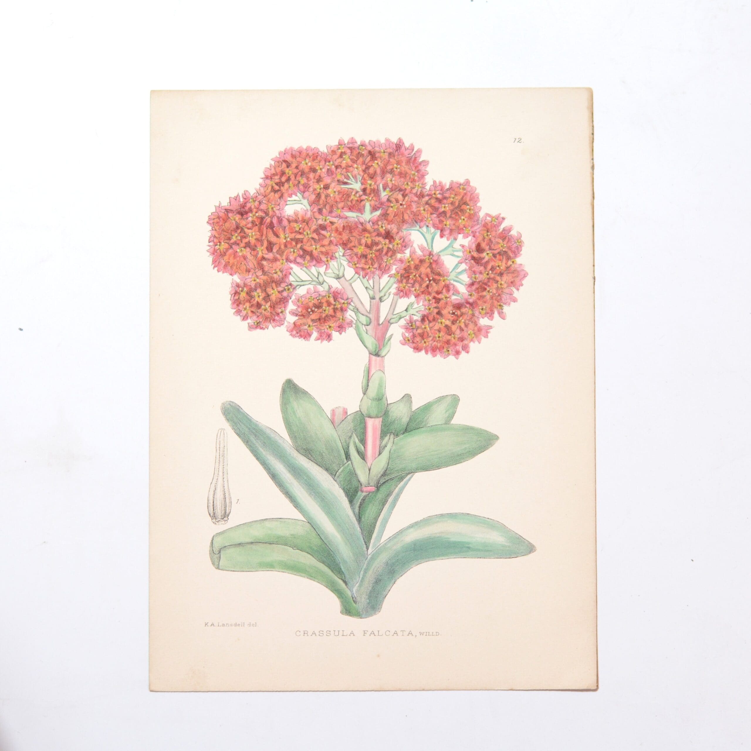 Hand Coloured Plate from The Flowering Plants of South Africa - Crassula Falcata -
