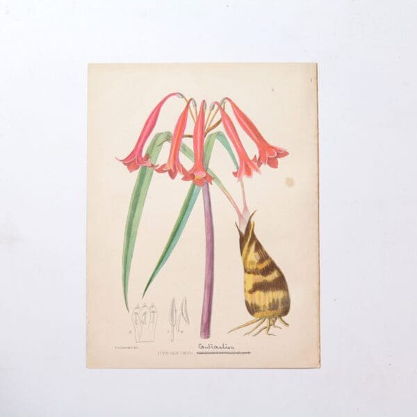 Hand Coloured Plate from The Flowering Plants of South Africa - Cyrtanthus Contractus -