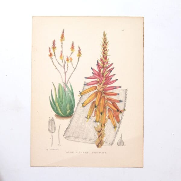 Hand Coloured Plate from The Flowering Plants of South Africa - Aloe Pienarii -