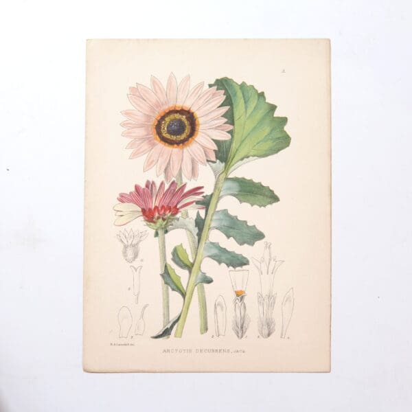 Hand Coloured Plate from The Flowering Plants of South Africa - Arcotis Fosteri -