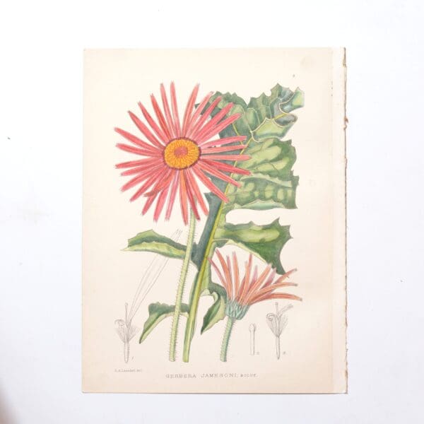 Hand Coloured Plate from The Flowering Plants of South Africa - Gerbera Jamesoni -