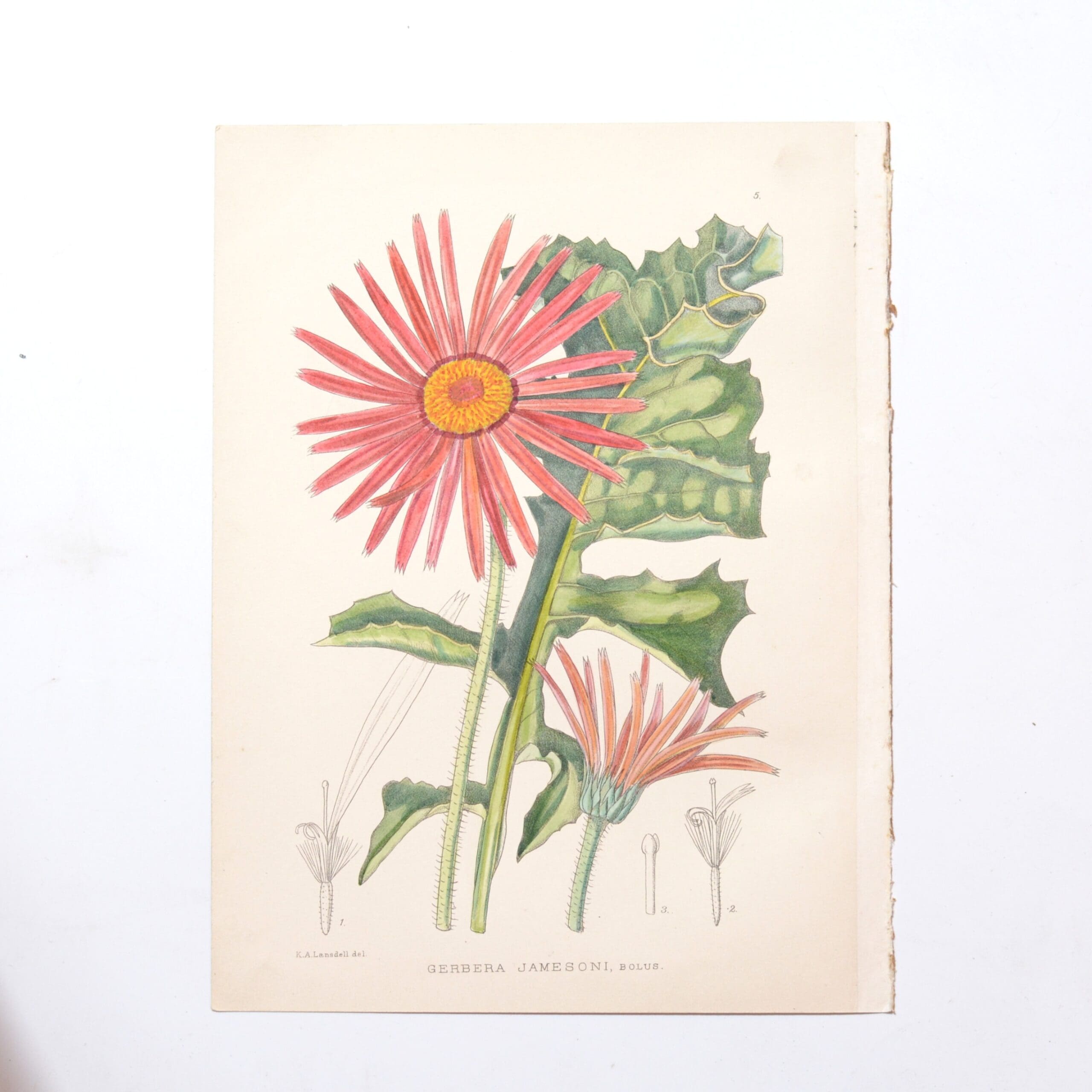 Hand Coloured Plate from The Flowering Plants of South Africa - Gerbera Jamesoni -